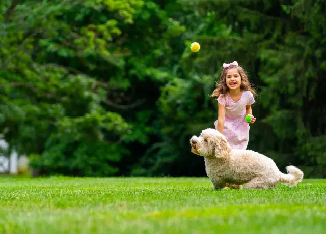 Create a game or toy for an animal